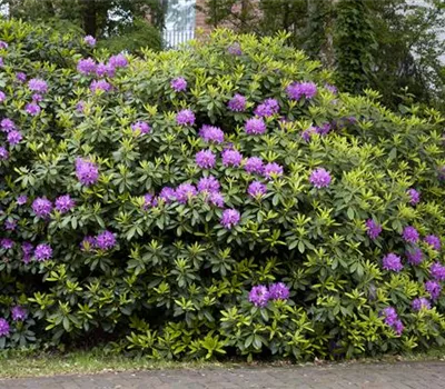 Rhododendron Hybr.'Cat. Grandiflorum' I Rhododendron Hybr.'Cat. Grandiflorum' I