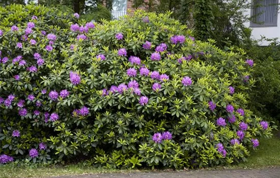 Rhododendron lut.'Rumba'