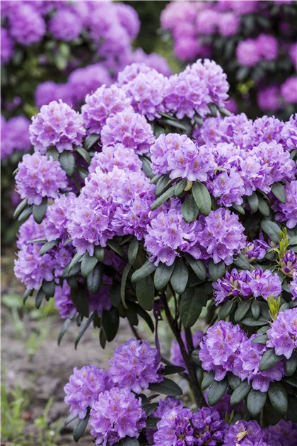 Rhododendron Hybr.'Cat. Grandiflorum' I