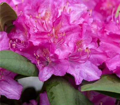 Rhododendron Hybr.'Catharine van Tol' II Rhododendron Hybr.'Catharine van Tol' II