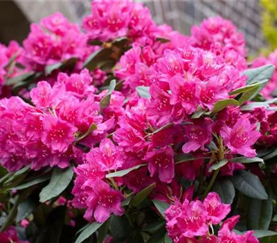 Rhododendron Hybr.'Dr. H. C. Dresselhuys' II Rhododendron Hybr.'Dr. H. C. Dresselhuys' II