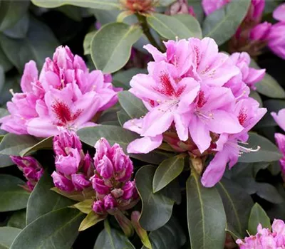 Rhododendron Hybr.'Furnivall's Daughter' III Rhododendron Hybr.'Furnivall's Daughter' III