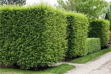 Sichtschutz für Ihren Garten Sichtschutz für Ihren Garten