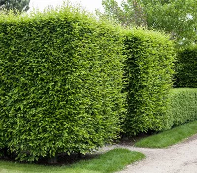 Sichtschutz für Ihren Garten Sichtschutz für Ihren Garten
