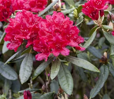 Rhododendron Hybr.'Hachm.Feuerschein' -R- III Rhododendron Hybr.'Hachm.Feuerschein' -R- III