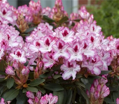 Rhododendron Hybr.'Hachmann's Charmant'-R- IV Rhododendron Hybr.'Hachmann's Charmant'-R- IV