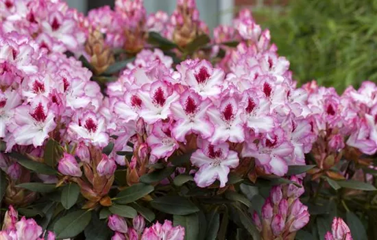 blewbury rhododendron Rhododendron 'Blewbury' Weiß-Rot kaufen
