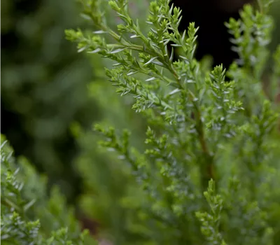 Chamaecyparis laws.'Ellwoodii' Chamaecyparis laws.'Ellwoodii'