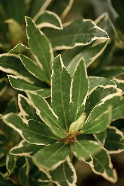 Rhododendron ponticum 'Variegatum' III