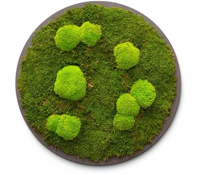 fleur ami PREMIUM Moos-Bild fleur ami PREMIUM Moos-Bild