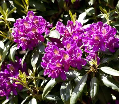 Rhododendron Hybr.'Marcel Menard' III Rhododendron Hybr.'Marcel Menard' III