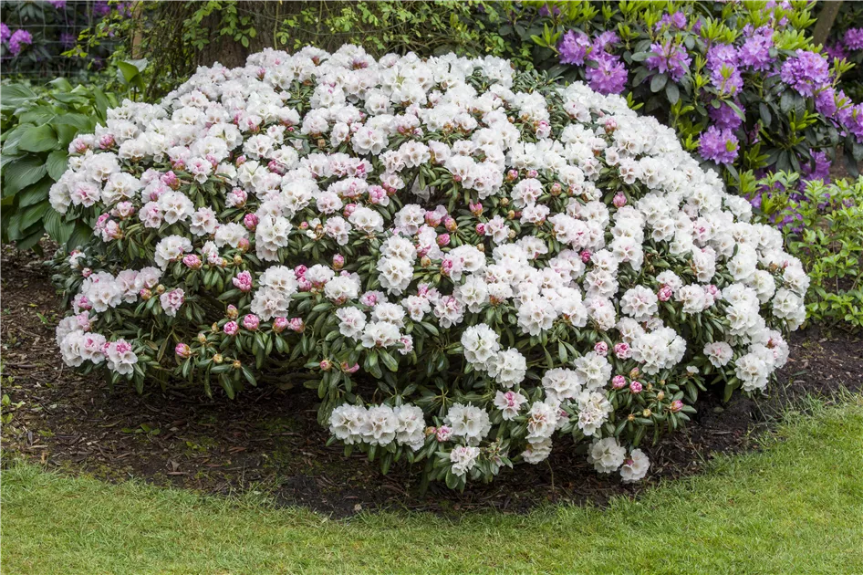 Rhododendron yak.'FCC Form' II