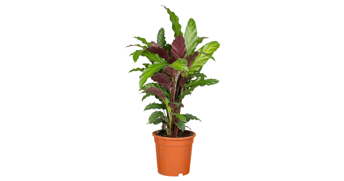 monstera 'monkey leaf' Monstera Monkey Leaf – Trendige Zimmerpflanze mit Lochblättern main image 0