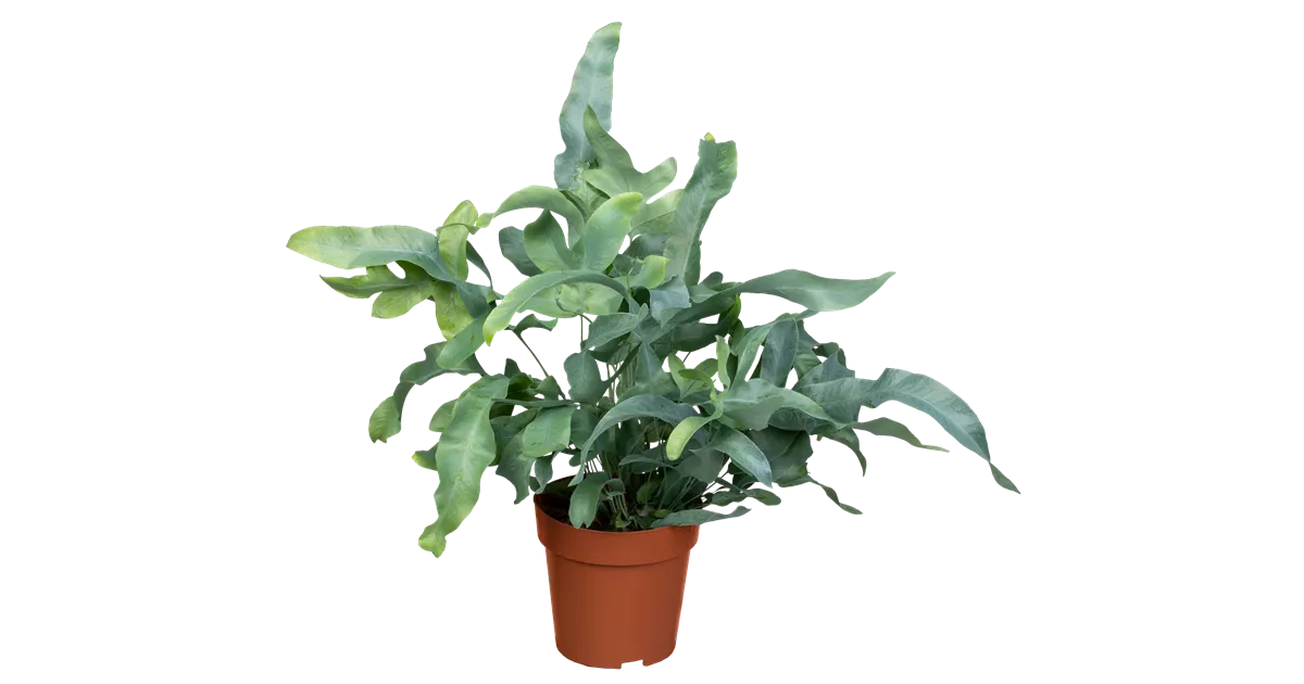 kirschlorbeer gießen wie viel Portugiesischer Kirschlorbeer – Prunus lusitanica ‘Angustifolia’ (Hecke) main image 1