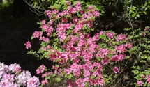 Rhododendron obt.'Madame Albert v.Hecke' III