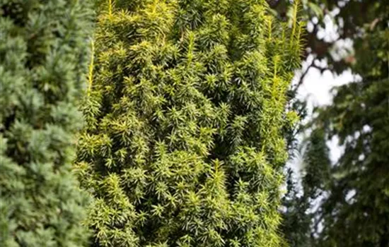 thuja stamm Thuja occidentalis 'Brabant' Konifere (Lebensbaum) | 160-180 cm mit  Wurzelballen