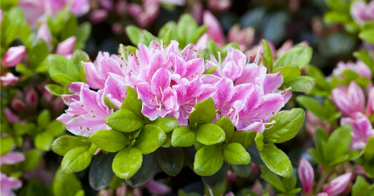 Rhododendron obt.'Rokoko' III