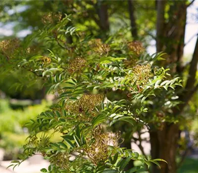 Elsbeere Sorbus torminalis Elsbeere Sorbus torminalis