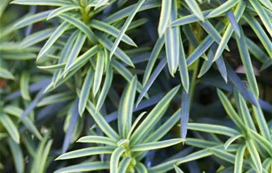 Taxus baccata 'Repandens'