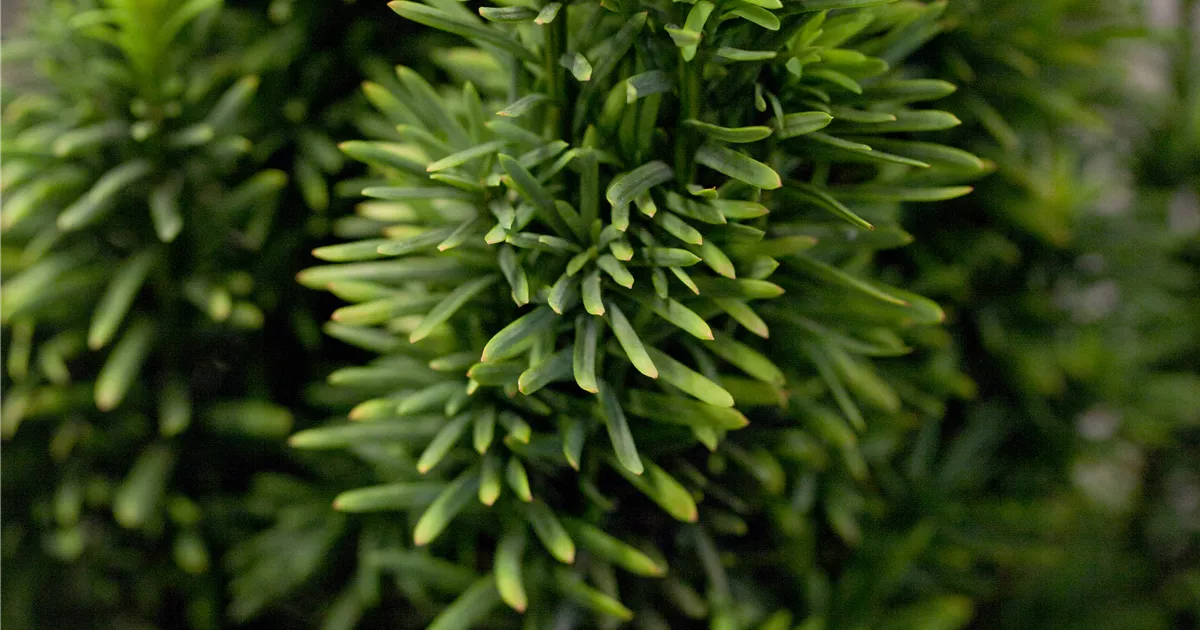Taxus baccata 'Fastigiata Robusta'