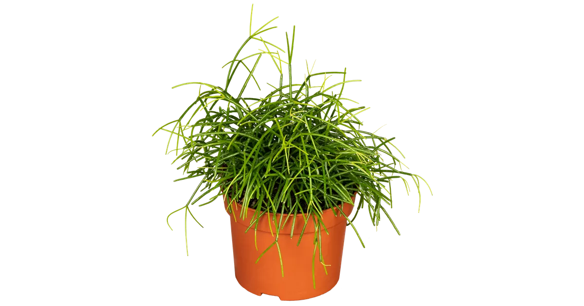 compo dünger oleander Purgrün Oleander-Dünger 1 Liter