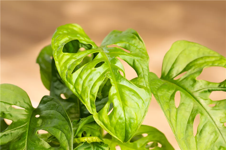 philodendron glad hands variegated Philodendron pedatum 'Glad Hands' main image 0