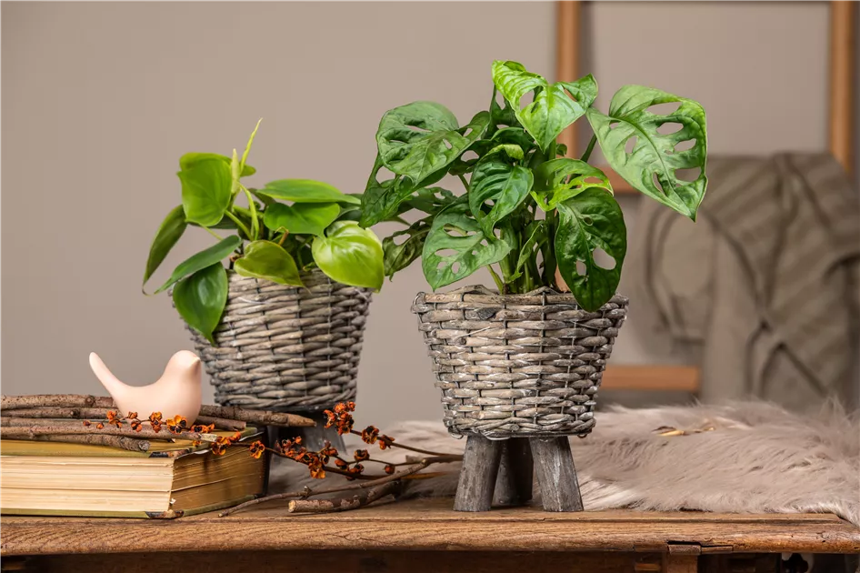 Monstera 'Monkey Leaf'