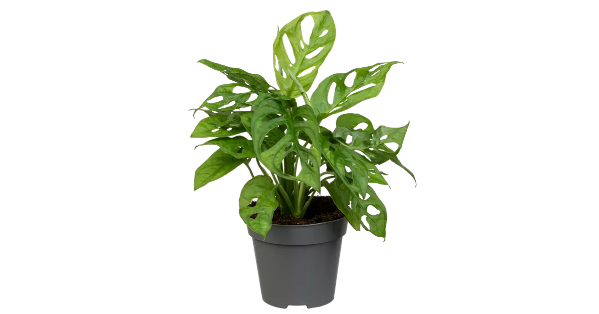 chora monstera Monstera deliciosa var. borsigiana albo-variegata – Carnivero
