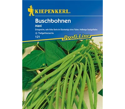 Busch-Bohne 'Maxi' Busch-Bohne 'Maxi'