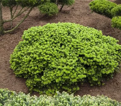 Abies koreana 'Brillant' Abies koreana 'Brillant'