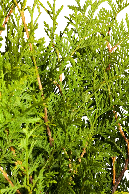 thuja smaragd 1 50 m kaufen Thuja 