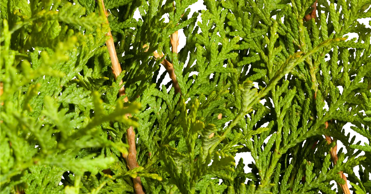 Thuja occidentalis 'Brabant'
