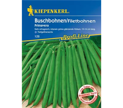 Busch-Bohne 'Primavera' Busch-Bohne 'Primavera'