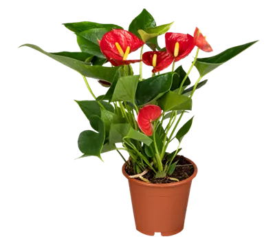 Flamingoblume rot Flamingoblume rot