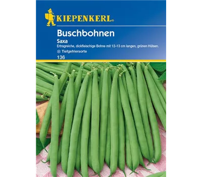 Busch-Bohne 'Saxa'