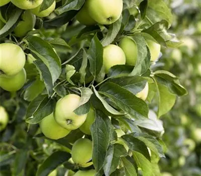 Apfel Golden Delicious Apfel Golden Delicious