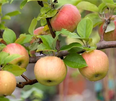 Apfel Goldparmäne Apfel Goldparmäne