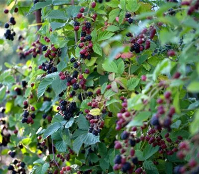 Brombeere Thornless Oregon , geschlitzte Blätter Brombeere Thornless Oregon , geschlitzte Blätter