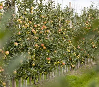 Säulenapfel Sonate® Säulenapfel Sonate®