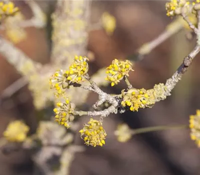 Cornus mas Jolico Cornus mas Jolico
