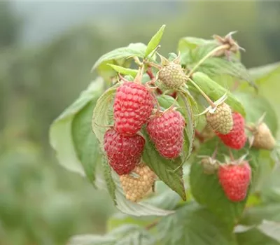 Himbeere 'Summer Lovers® Garden Red' Himbeere 'Summer Lovers® Garden Red'
