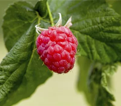 Himbeere 'Sanibelle'®(s) Himbeere 'Sanibelle'®(s)