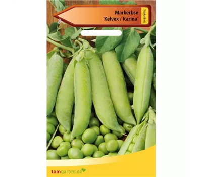Markerbse 'Karina' Markerbse 'Karina'