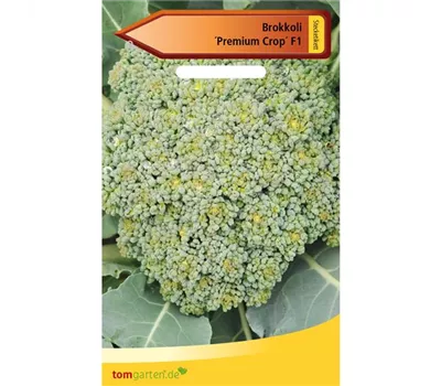 Broccoli 'Premium Crop F1' Broccoli 'Premium Crop F1'