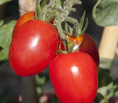 Eiertomate 'Roma' Eiertomate 'Roma'