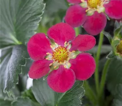 Erdbeere 'Fragoo® Toscana' Erdbeere 'Fragoo® Toscana'