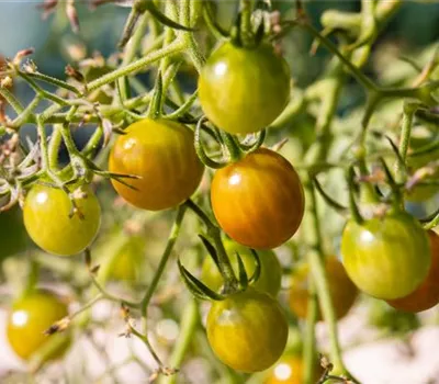Balkon-Cherrytomate 'Tom Yellow' Balkon-Cherrytomate 'Tom Yellow'