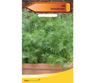 Dill 'Aromatischer' Dill 'Aromatischer'
