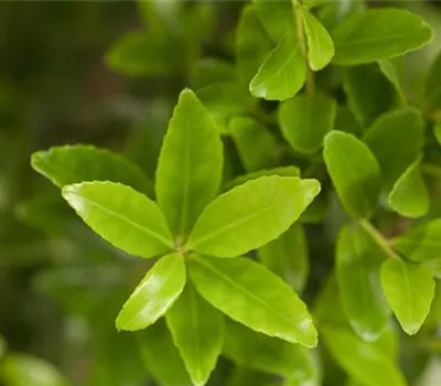Ilex maximowicziana var. kanehirae Ilex maximowicziana var. kanehirae