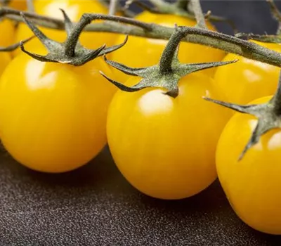 Cherrytomate 'Yellow Clementine' Cherrytomate 'Yellow Clementine'